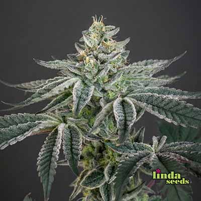 Amnesia Haze Seed > Linda Seeds | Cannabis seeds recommendations  |  Cheap Cannabis