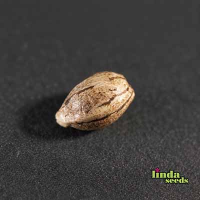 Amnesia Haze Seed > Linda Seeds | Cannabis seeds recommendations  |  Cheap Cannabis