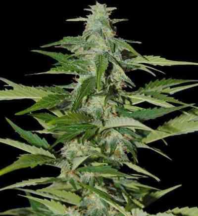 Amnesia Haze > Linda Seeds | Cannabis seeds recommendations  |  Affordable Cannabis