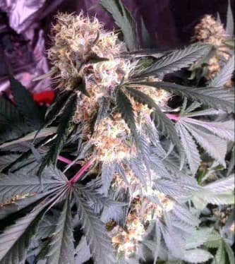 Amnesia Haze > Soma Seeds | Feminisierte Hanfsamen  |  Sativa