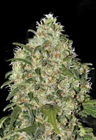 Amnesia Haze > Bulk Seed Bank | Semillas feminizadas  |  Sativa