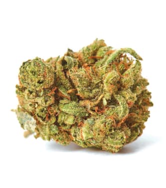 Amnesia Haze > Bulk Seed Bank | Feminized Marijuana   |  Sativa