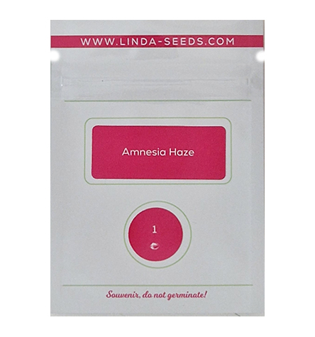 Amnesia Haze > Linda Seeds | NOS RECOMMANDATIONS DE GRAINES DE CANNABIS  |  Graines de Cannabis à prix bas