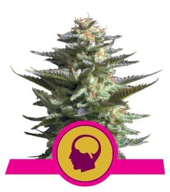 Amnesia Haze > Royal Queen Seeds | Graines Féminisées  |  Sativa