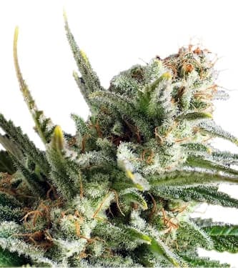 Amnesia Haze > Royal Queen Seeds | Feminized Marijuana   |  Sativa