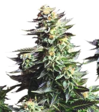 Amnesia Haze > Soma Seeds | Feminisierte Hanfsamen  |  Sativa