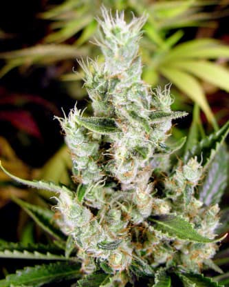 Amnesia Haze > Soma Seeds | Feminized Marijuana   |  Sativa