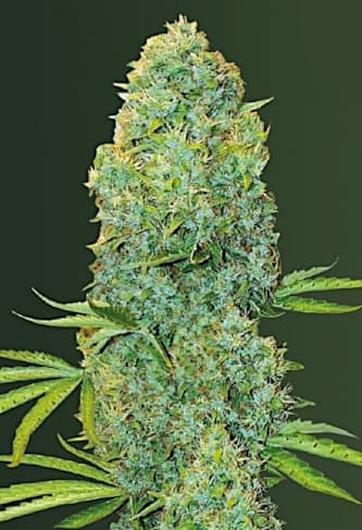 Amnesia Haze > Victory Seeds | Semillas feminizadas  |  Sativa