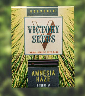 Amnesia Haze > Victory Seeds | Feminized Marijuana   |  Sativa