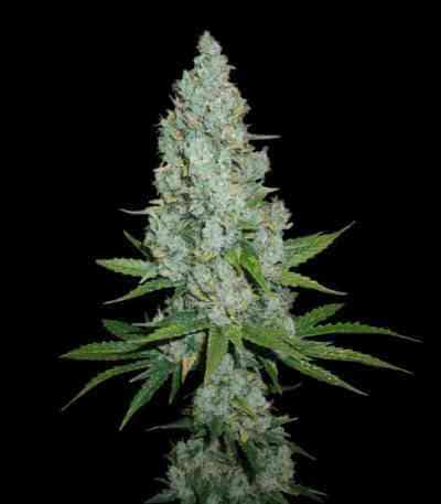 Auto Amnesia Lemon > Linda Seeds