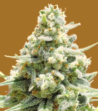 Amnesia Lemon Kush > Original Sensible Seeds | Feminized Marijuana   |  hybrid