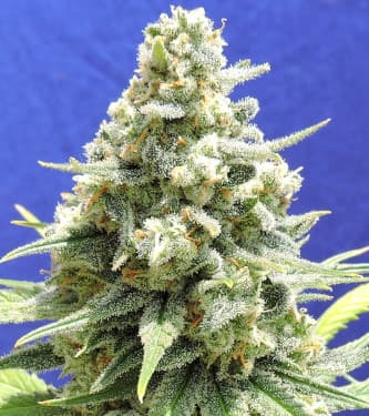 Amnesia Lemon Kush > Original Sensible Seeds | Feminized Marijuana   |  hybrid