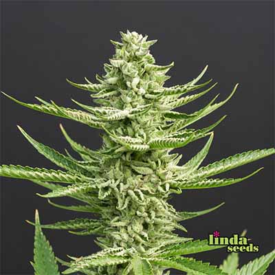 Amnesia Lemon semilla > Linda Seeds | NUESTRAS RECOMENDACIONES DE SEMILLAS DE MARIHUANA  |  Semillas Baratas
