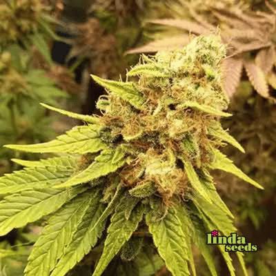 Amnesia Lemon Seed > Linda Seeds | Cannabis seeds recommendations  |  Cheap Cannabis