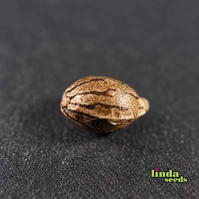 Amnesia Lemon semilla > Linda Seeds | NUESTRAS RECOMENDACIONES DE SEMILLAS DE MARIHUANA  |  Semillas Baratas