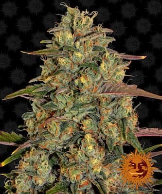 Amnesia Lemon > Barney`s Farm | Feminisierte Hanfsamen  |  Hybrid