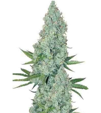 Amnesia Haze seeds - USA Shipping - Marijuana Seed Shop