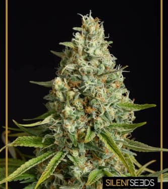 Amnesia Lemon > Silent Seeds | Semillas feminizadas  |  Sativa