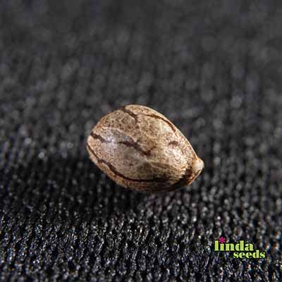 Amnesia semilla > Linda Seeds | NUESTRAS RECOMENDACIONES DE SEMILLAS DE MARIHUANA  |  Semillas Baratas