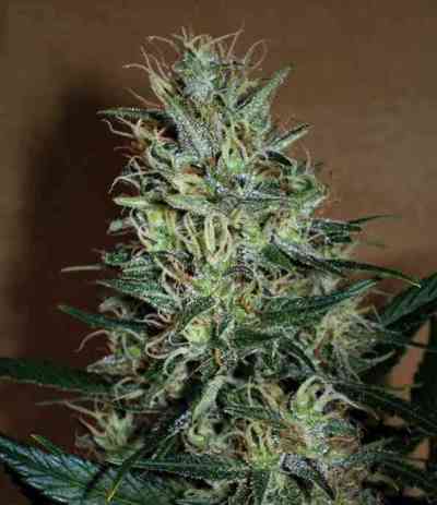 Amnesia Mistery > Positronics | Feminized Marijuana   |  Sativa