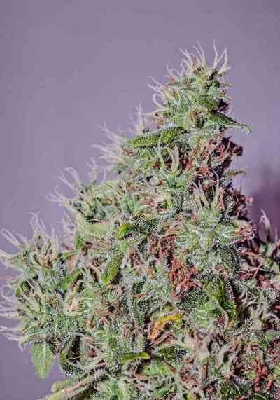 Amnesia Mistery > Positronics | Semillas feminizadas  |  Sativa