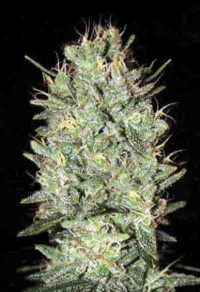 Amnesia Platinum > Bulk Seed Bank | Semillas feminizadas  |  Sativa