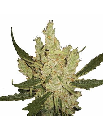 Amnesia > Nirvana | Semillas Regulares  |  Sativa