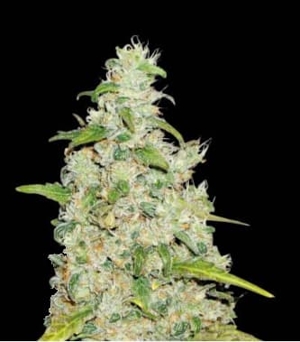 Amnesia > Seed Stockers | Feminized Marijuana   |  Sativa