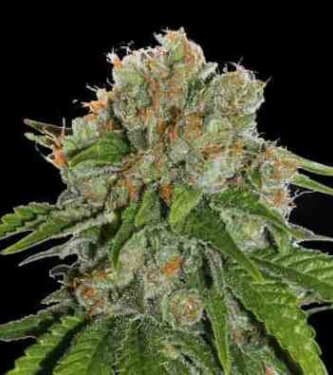 Amnesia > Seed Stockers