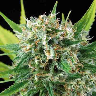 Amnesia > Vision Seeds | Feminized Marijuana   |  Sativa