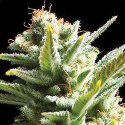 Amnesia > Vision Seeds | Feminized Marijuana   |  Sativa