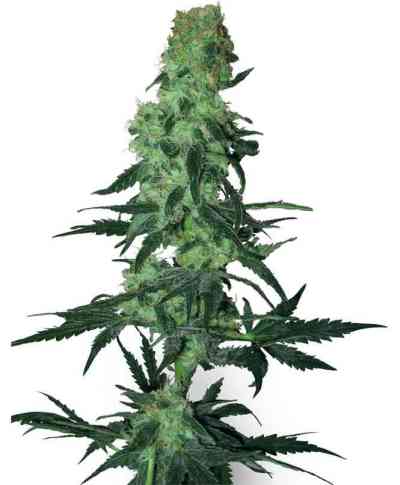 Amnesia White > White Label Seeds | Regular Marijuana   |  Sativa