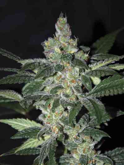 Amnesia > World of Seeds | Semillas feminizadas  |  Sativa