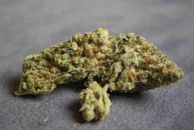 Amnesia > World of Seeds | Feminized Marijuana   |  Sativa