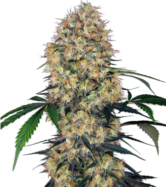 Sensi Amnesia XXL Auto > Sensi Seeds | Autoflowering Hanfsamen  |  Sativa