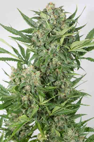 Amnesia XXL Autoflowering > Dinafem Seeds | Autoflowering Cannabis   |  Sativa