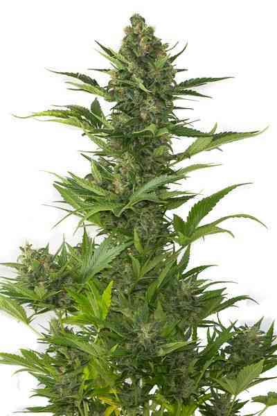Amnesia XXL Autoflowering > Dinafem Seeds | Autoflowering Cannabis   |  Sativa