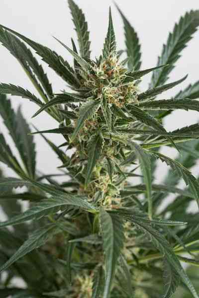 Amnesia XXL Autoflowering > Dinafem Seeds | Autoflowering Cannabis   |  Sativa