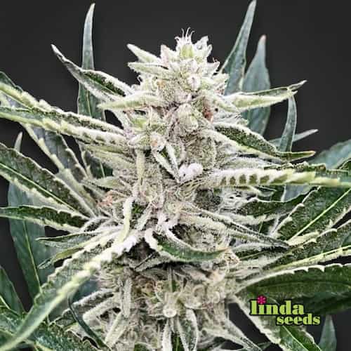 Amnesia XXL graines > Linda Seeds | NOS RECOMMANDATIONS DE GRAINES DE CANNABIS  |  Graines de Cannabis à prix bas