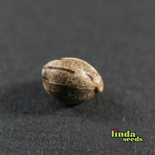 Amnesia XXL graines > Linda Seeds | NOS RECOMMANDATIONS DE GRAINES DE CANNABIS  |  Graines de Cannabis à prix bas