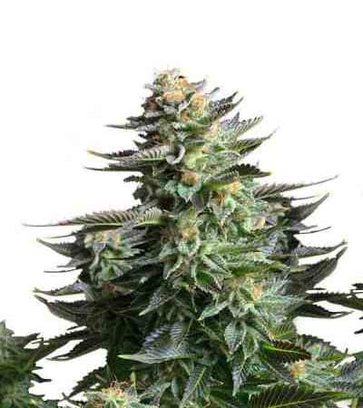 Amnesia XXL > Linda Seeds | Cannabis seeds recommendations  |  Affordable Cannabis
