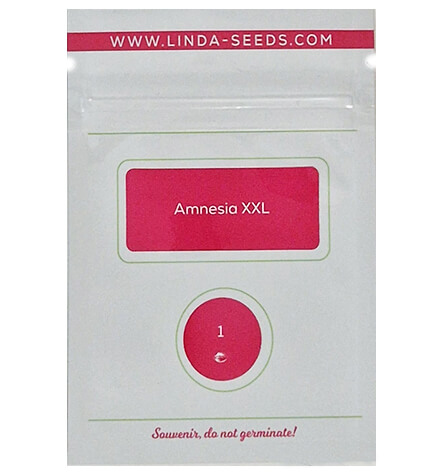 Amnesia XXL > Linda Seeds | NOS RECOMMANDATIONS DE GRAINES DE CANNABIS  |  Graines de Cannabis à prix bas