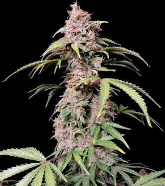 Amnesia Zkittlez Auto > Fast Buds Company | Autoflowering Cannabis   |  Sativa