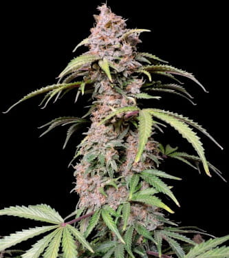 Amnesia Zkittlez Auto > Fast Buds Company | Semillas autoflorecientes  |  Sativa