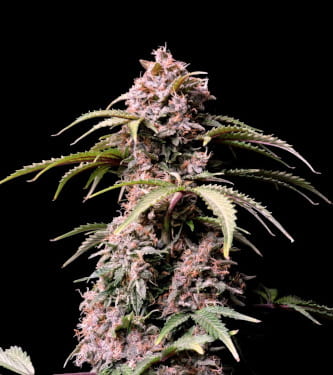 Amnesia Zkittlez Auto > Fast Buds Company | Autoflowering Cannabis   |  Sativa