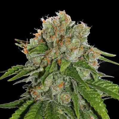 Amnesia Autoflower Samen > Seed Stockers | Autoflowering Hanfsamen  |  Sativa