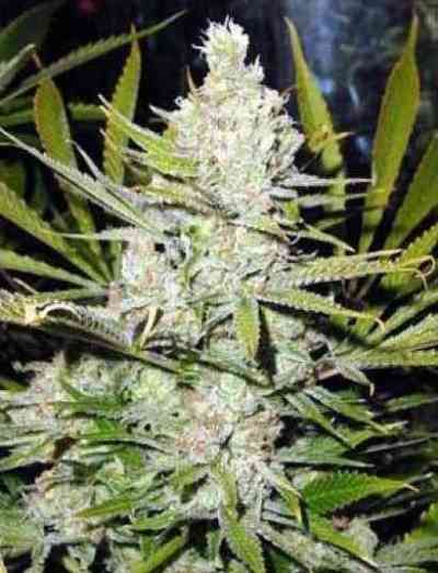 Amnesia > Super Strains | Feminisierte Hanfsamen  |  Sativa