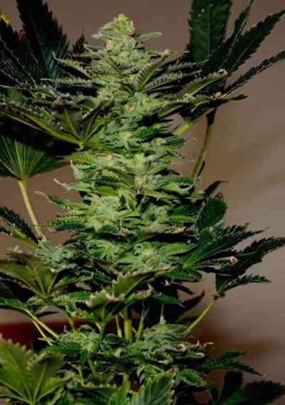 Amnesia semilla > Makka Seeds | Semillas feminizadas  |  Sativa