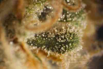 Amnesika 2.0 > Philosopher Seeds | Feminized Marijuana   |  Sativa