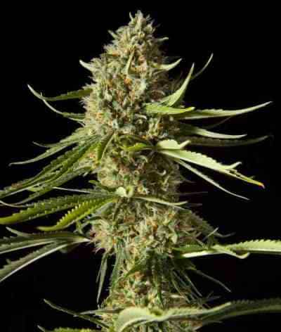 Amnesika 2.0 > Philosopher Seeds | Semillas feminizadas  |  Sativa